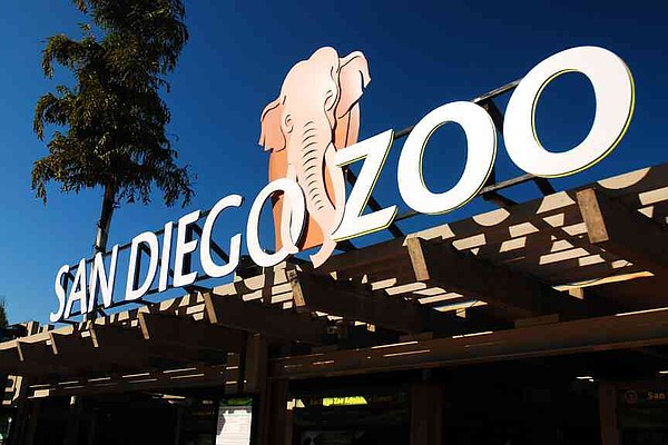 San Diego Zoo Faces Heartbreaking Loss: Three Beloved Animals Pass Away in Days